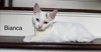 2026-52 Bianca - in foster -  Domestic Short Hair Cat for Adoption in Windsor, Connecticut - 2026-52 Bianca - In Foster | PetCurious