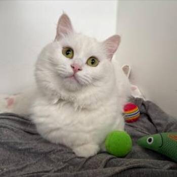 Tuna -  Turkish Angora and Domestic Short Hair Cat for Adoption in New York, New York - Tuna | PetCurious