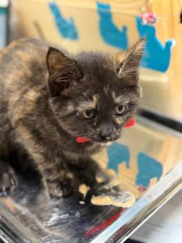 Domestic Short Hair Cats Available for Adoption in Algona, Iowa - MISS PIGGY | PetCurious