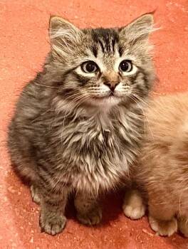 Matcha -  Domestic Long Hair Cat for Adoption in Millcreek, Utah - Matcha | PetCurious