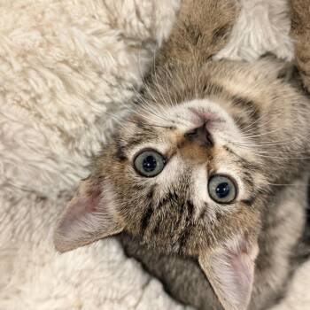 Domestic Short Hair Cats Available for Adoption in Fort Lauderdale, Florida - Omi | PetCurious