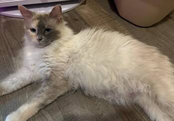 Iris -  Siamese Cat for Adoption in St. Peters, Missouri - Iris | PetCurious