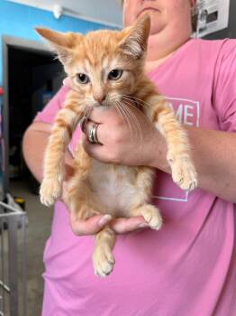 Bunny -  Tabby Cat for Adoption in Camden, Tennessee - Bunny | PetCurious