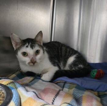 Rescue Domestic Short Hair Cats for Adoption in Dickson, Tennessee - Neville | PetCurious