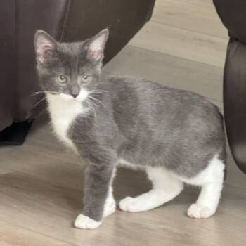 Rescue Domestic Short Hair Cats for Adoption in Pleasanton, California - Augustus | PetCurious