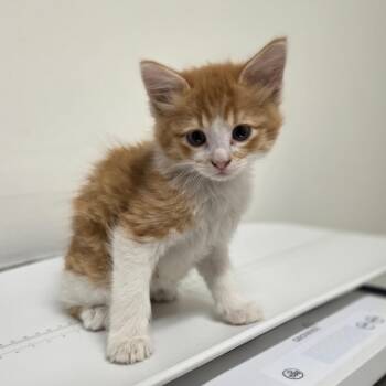 Domestic Medium Hair Cats Available for Adoption - Pizzazz | PetCurious