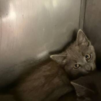 Domestic Short Hair Cats Available for Adoption in Lake Panasoffkee, Florida - Wave | PetCurious