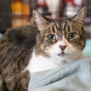 Gabi (Georgette) WHS -  Domestic Short Hair Cat for Adoption in Merrifield, Virginia - Gabi (Georgette) WHS | PetCurious