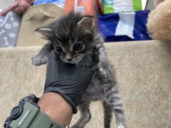 A1925777 -  Domestic Short Hair Cat for Adoption in Thousand Palms, California - A1925777 | PetCurious