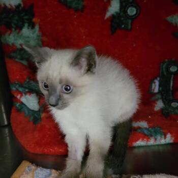 Sriracha -  Domestic Short Hair Cat Available for Adoption in Las Vegas, Nevada - Sriracha | PetCurious