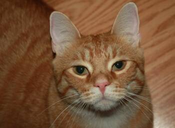 Cubby -  Domestic Short Hair Cat for Adoption in Fair Haven, Vermont - Cubby | PetCurious