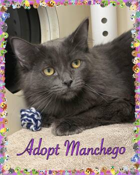 Manchego -  Domestic Long Hair Cat for Adoption in Franklin Township, New Jersey - Manchego | PetCurious