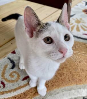 Gabriela -  Domestic Short Hair Cat for Adoption in Reston, Virginia - Gabriela | PetCurious