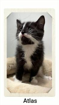 Atlas -  Domestic Short Hair Cat for Adoption in Caistor Centre, Ontario - Atlas | PetCurious