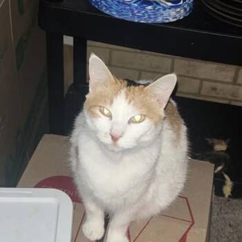 Mojo -  Domestic Short Hair Cat for Adoption in Rochester, Minnesota - Mojo | PetCurious