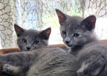 Domestic Short Hair Cats Available for Adoption in Lenexa, Kansas - Jackie And Jenny | PetCurious