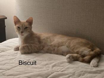 Biscuit -  Domestic Short Hair Cat Available for Adoption in The Woodlands, Texas - Biscuit | PetCurious