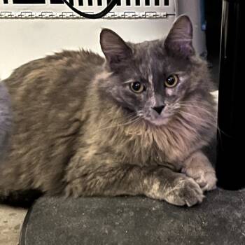 Rescue Domestic Long Hair Cats for Adoption in Tulsa, Oklahoma - Tori | PetCurious