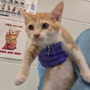 Hailey -  Domestic Short Hair Cat for Adoption in Chattanooga, Tennessee - Hailey | PetCurious