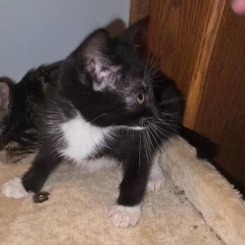 Martha -  Domestic Short Hair Cat for Adoption in Bedford, New Hampshire - Martha | PetCurious