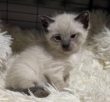 Domestic Short Hair Cats Available for Adoption in Port Washington, Wisconsin - Freddie | PetCurious