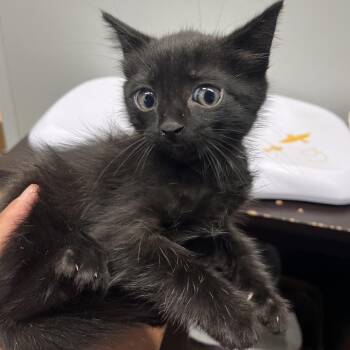 Sheldon -  Domestic Short Hair Cat for Adoption in Tampa, Florida - Sheldon | PetCurious