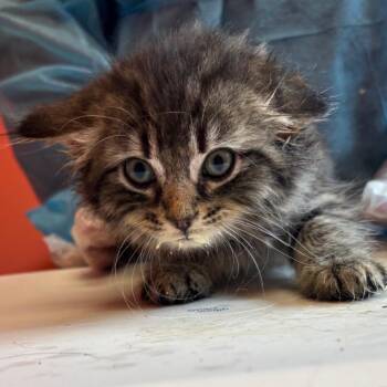 Ink -  Domestic Medium Hair Cat for Adoption in Newark, New Jersey - Ink | PetCurious