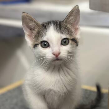 Corn Flake -  Domestic Short Hair Cat for Adoption in Pontiac, Michigan - Corn Flake | PetCurious