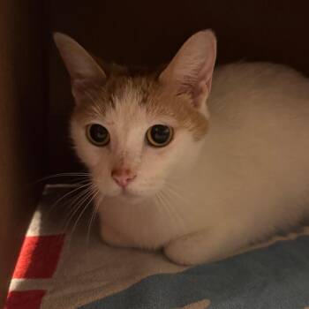 Plum -  Domestic Short Hair Cat for Adoption in West Olive, Michigan - Plum | PetCurious