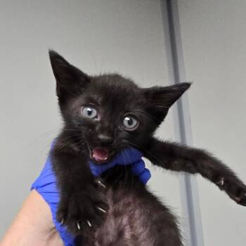 Virgo -  Domestic Short Hair Cat for Adoption in Concord, North Carolina - Virgo | PetCurious