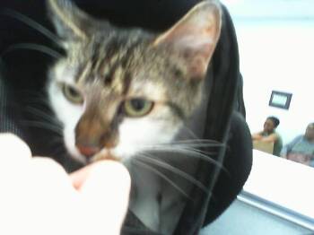 TUNA -  Domestic Short Hair Cat for Adoption in Charlotte, North Carolina - TUNA | PetCurious