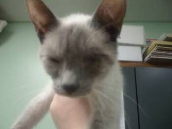 Rescue Domestic Short Hair and Siamese Cats for Adoption in Princeton, West Virginia - Dinah | PetCurious