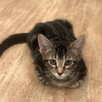 Domestic Medium Hair Cats Available for Adoption in Grantsville, Utah - Kaido | PetCurious