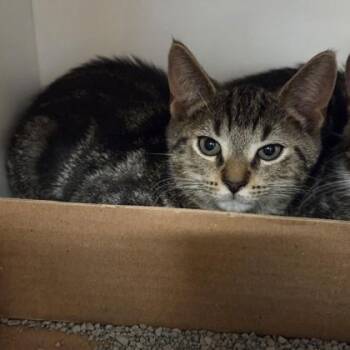 Pepper* -  Domestic Short Hair Cat for Adoption in Voorhees Township, New Jersey - Pepper* | PetCurious