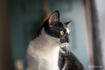 Domestic Short Hair Cats Available for Adoption - Meow Ceti | PetCurious