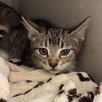 Missy -  Domestic Short Hair Cat for Adoption in Murray, Utah - Missy | PetCurious