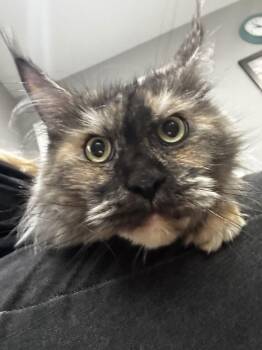 Maine Coon Cats Available for Adoption - Doja | PetCurious