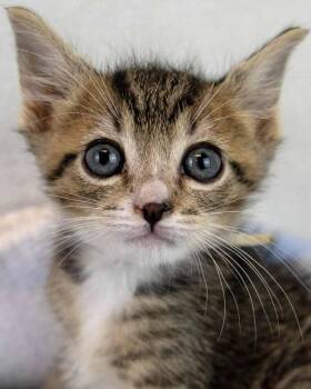 Mambo -  Domestic Short Hair and Tabby Cat for Adoption in Kennesaw, Georgia - Mambo | PetCurious