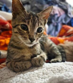 Oxalis -  Tabby and Domestic Short Hair Cat for Adoption in Columbia, South Carolina - Oxalis | PetCurious