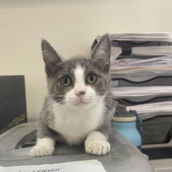 Domestic Short Hair Cats Available for Adoption in Birmingham, Alabama - Odetta | PetCurious