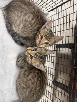 26-1181C -  Domestic Medium Hair Cat for Adoption in Sorrento, Louisiana - 26-1181C | PetCurious