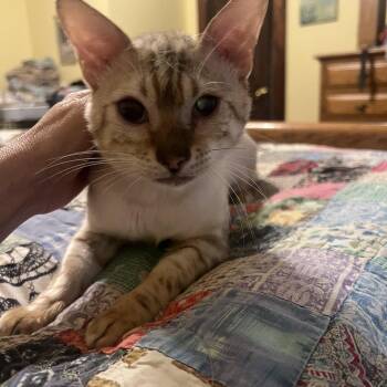 White Tiger -  Bengal Cat for Adoption in Hartford, Kentucky - White Tiger | PetCurious