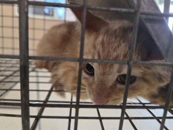 STARR -  Domestic Short Hair Cat for Adoption in Louisville, Kentucky - STARR | PetCurious