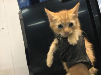 Domestic Short Hair Cats Available for Adoption in Thousand Palms, California - A1917893 | PetCurious