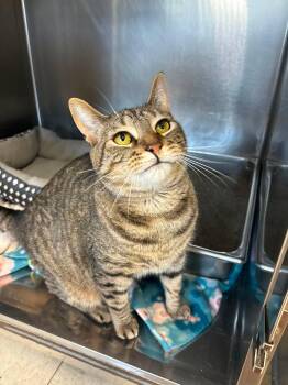 Rocky -  Domestic Short Hair Cat for Adoption in Lock Haven, Pennsylvania - Rocky | PetCurious