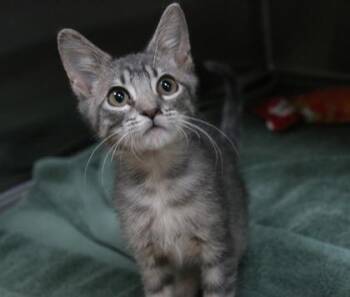 Bean Burrito -  Domestic Short Hair Cat for Adoption in Brunswick, Georgia - Bean Burrito | PetCurious