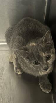 *Sheeva* -  Domestic Medium Hair Cat for Adoption in Salt Lake City, Utah - *Sheeva* | PetCurious