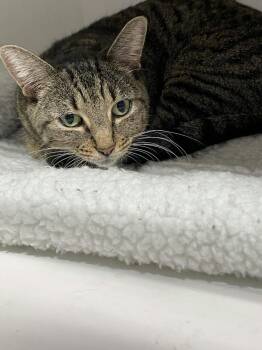 Anais -  Domestic Short Hair Cat for Adoption in Ferndale, Michigan - Anais | PetCurious