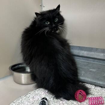 Domestic Long Hair Cats Available for Adoption in Elko, Nevada - 60153703 | PetCurious
