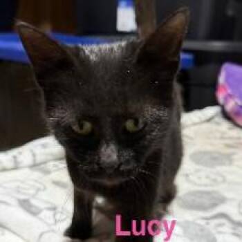 Lucy -  Domestic Short Hair Cat for Adoption - Lucy | PetCurious
